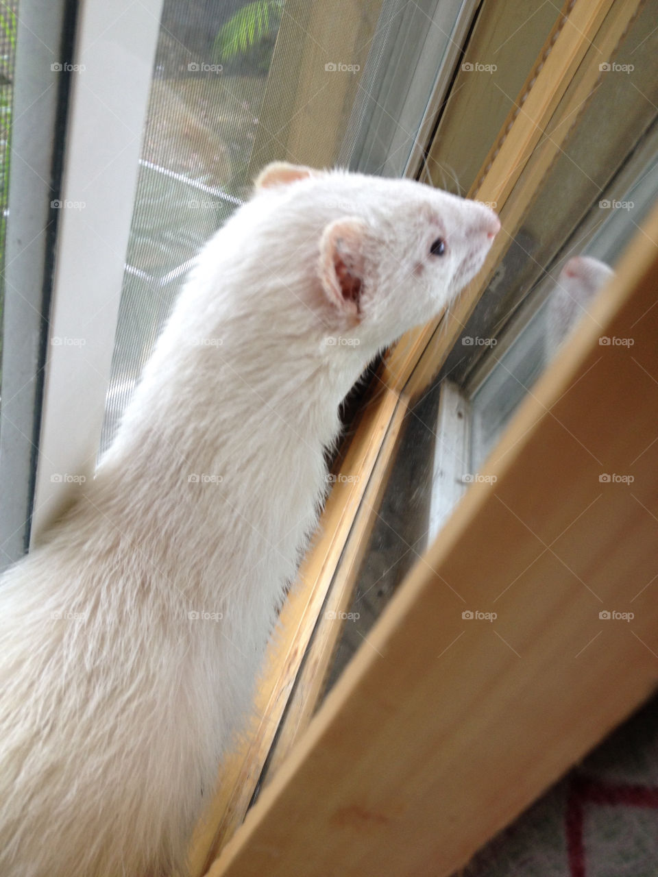 Ferret curiosity 