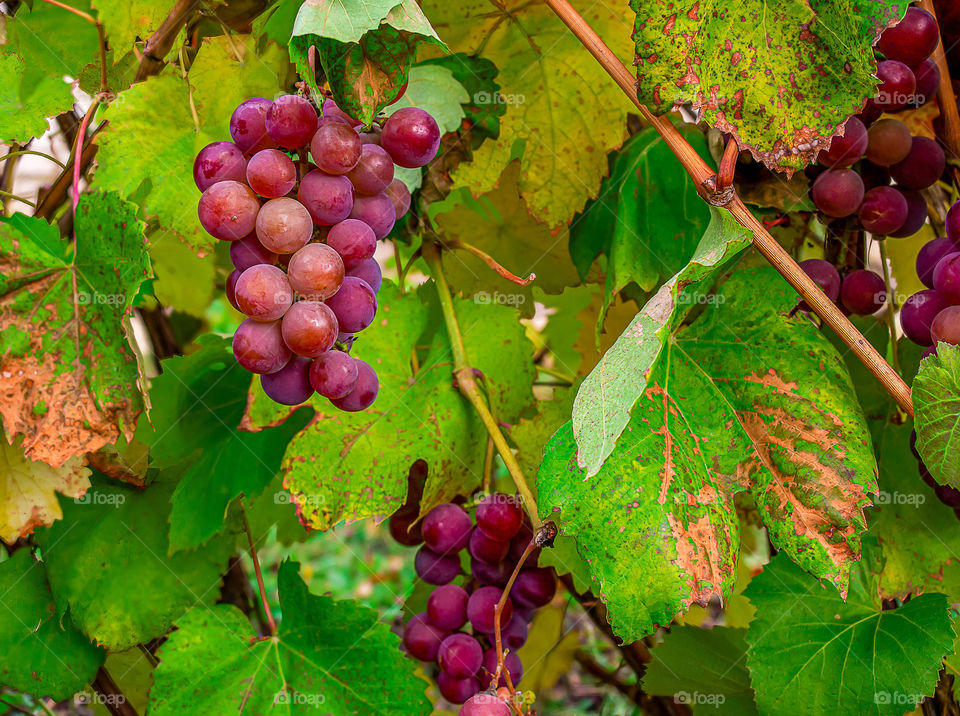 Clusters of ripe grapes with yellowed green leaves in autumn.