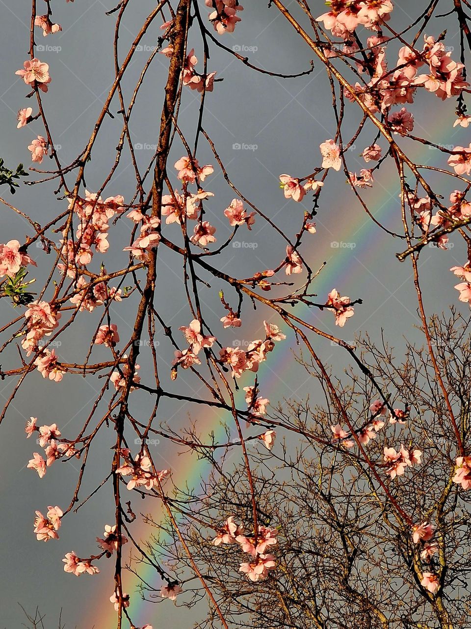 spring rainbow