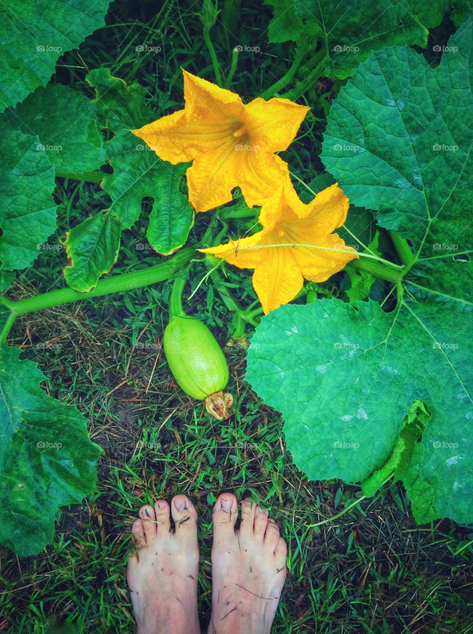 Standing in the pumpkin patch by flowers and a baby pumpkin