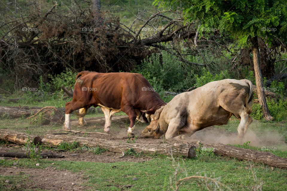 big bulls fighting