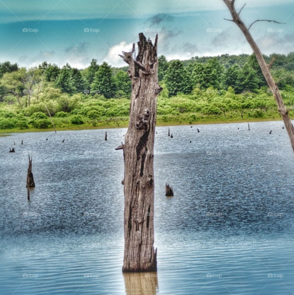 Old, dead tree standing tall in the middle of the lake on a beautiful day.