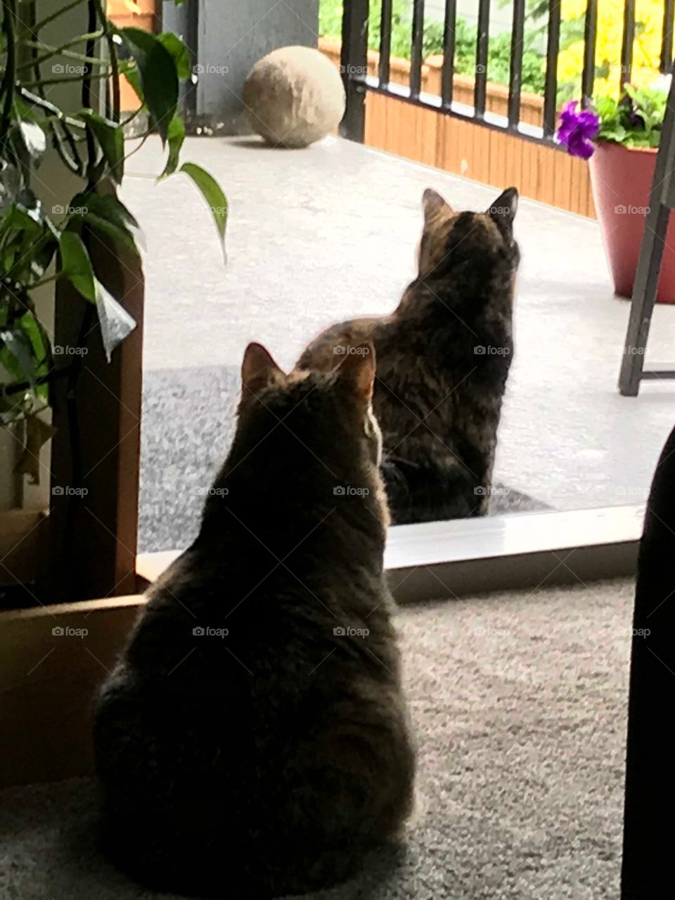 Dori and Mitzi on bird watch from the deck on a rainy Sunday afternoon on Vancouver Island.