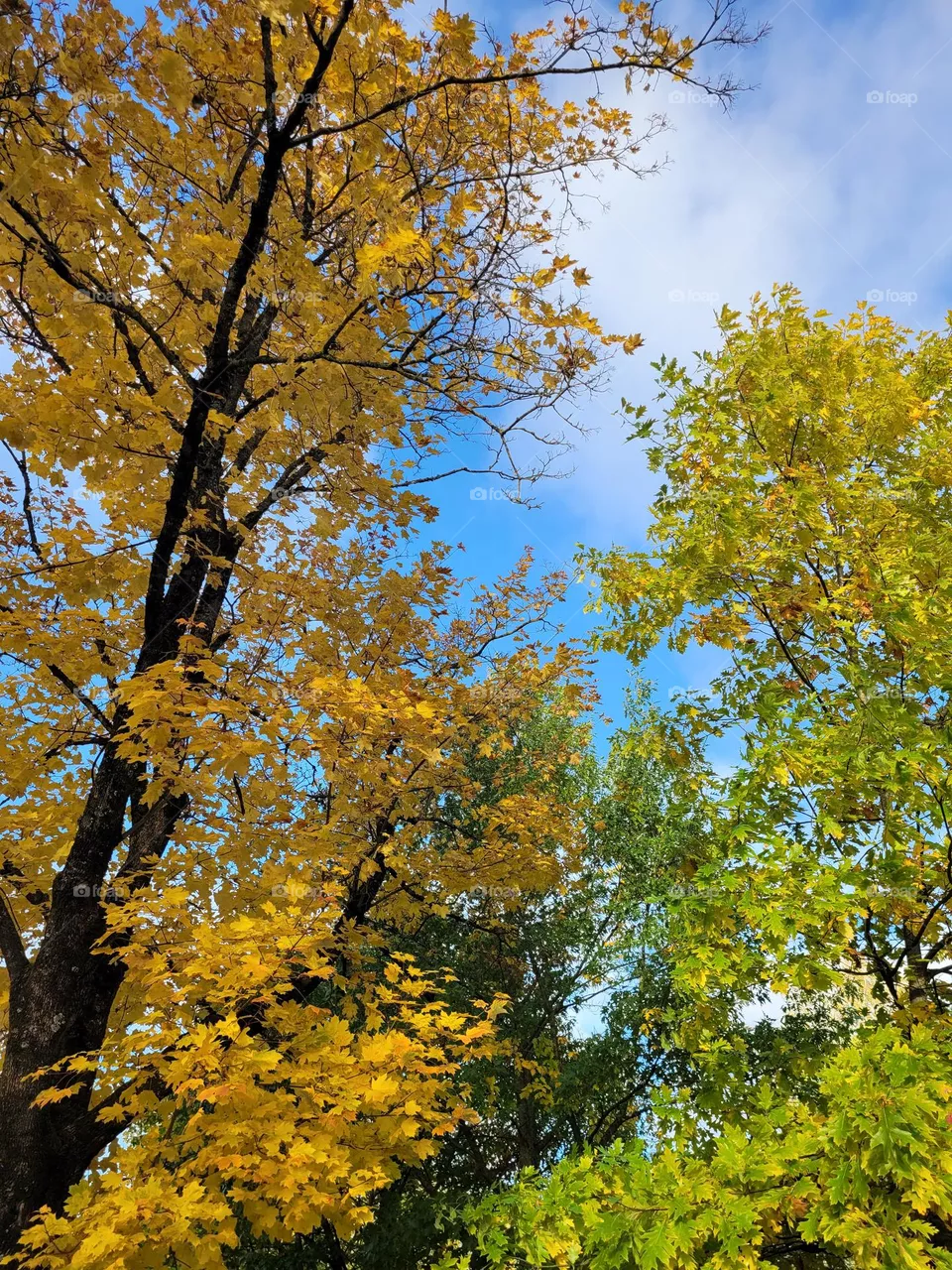 autumn