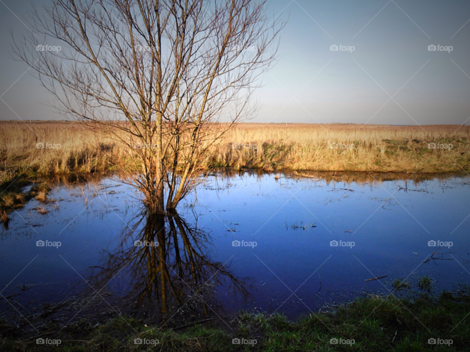 brancaster norfolk trees reeds reflection by photogecko