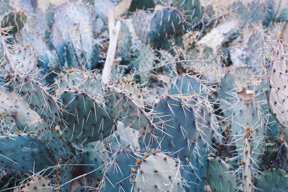 Moab desert cactus 