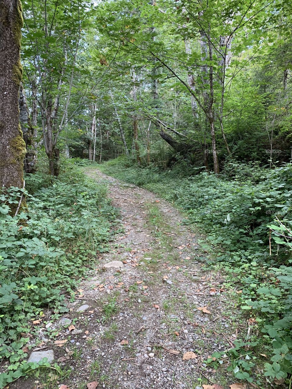 Woods trail