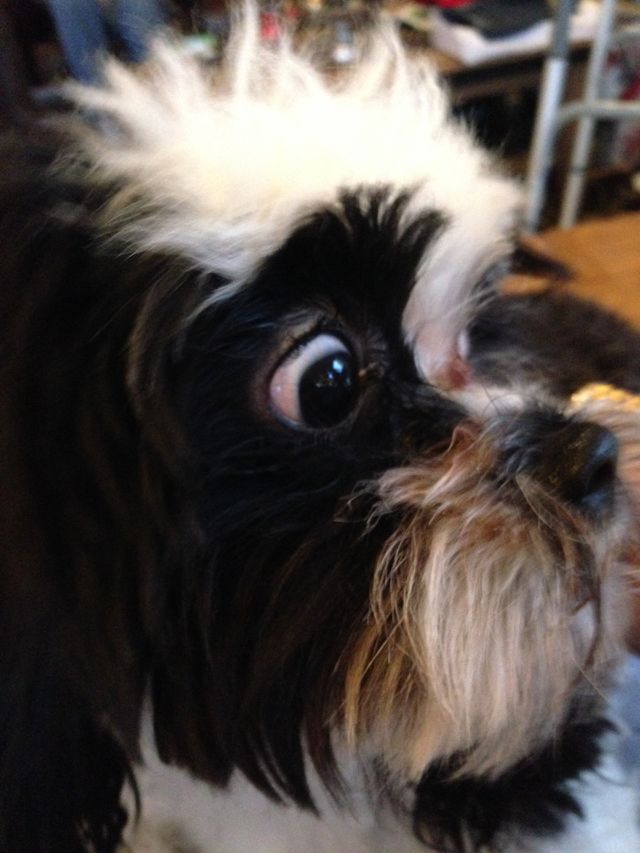 dog