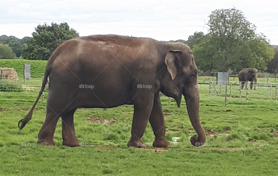 Mammal, Elephant, No Person, Grass, Wildlife