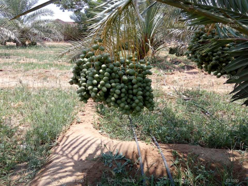 Israeli fruit