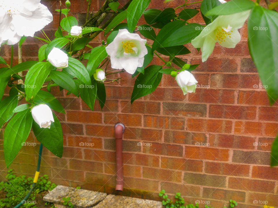 The flowers by the water spout.