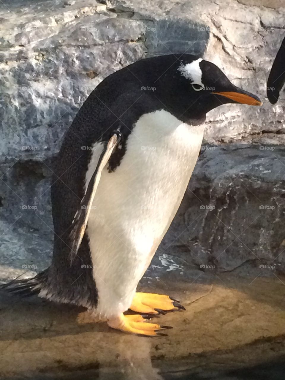 Penguin at the zoo 