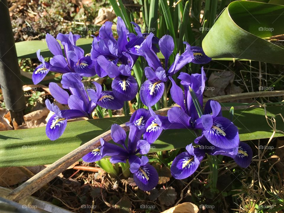 Dwarf Iris 