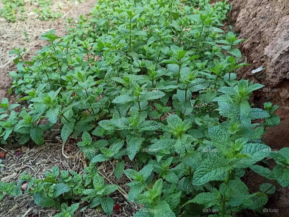natural mint