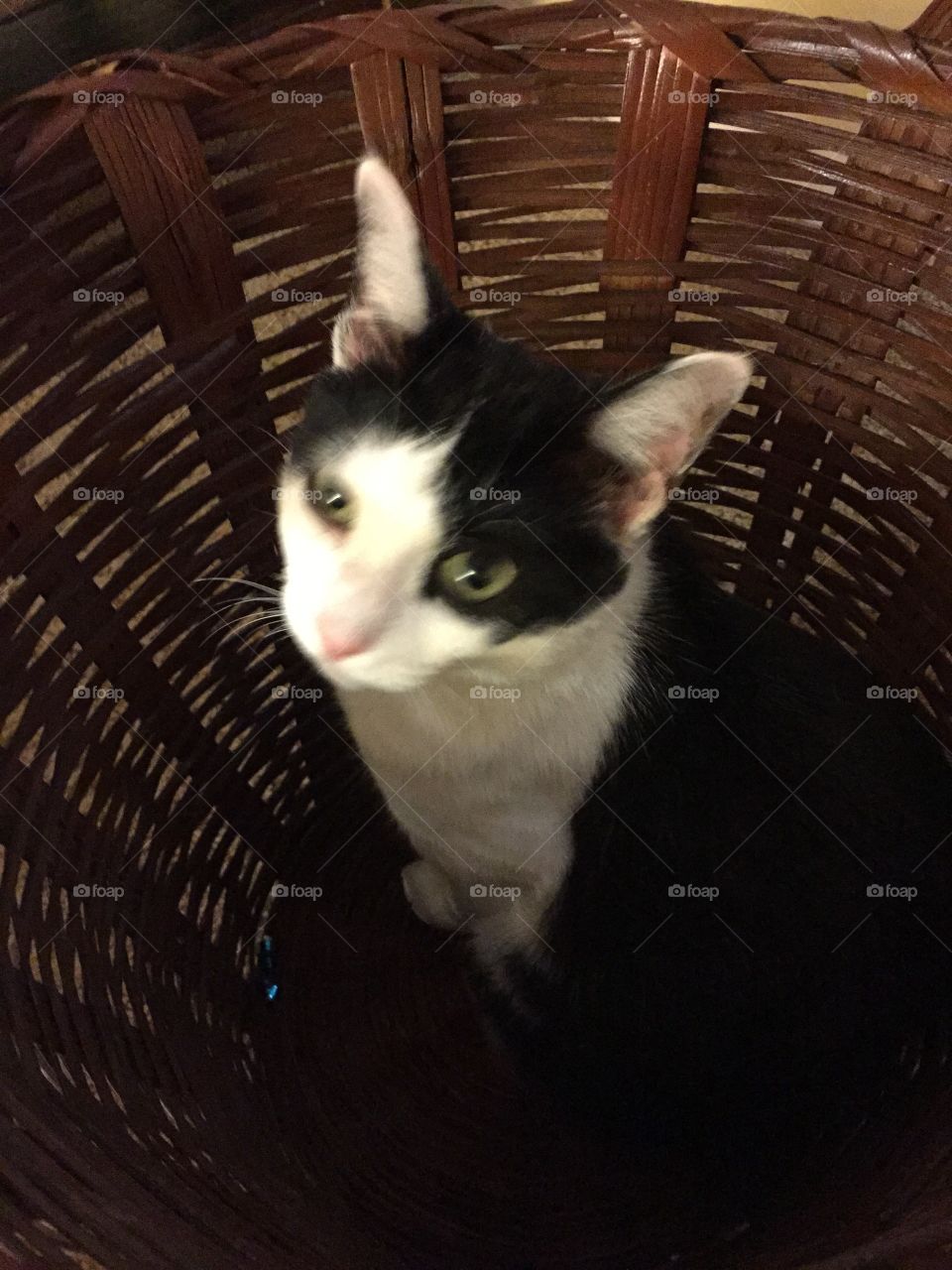 Black and white cat in a wicker basket.
