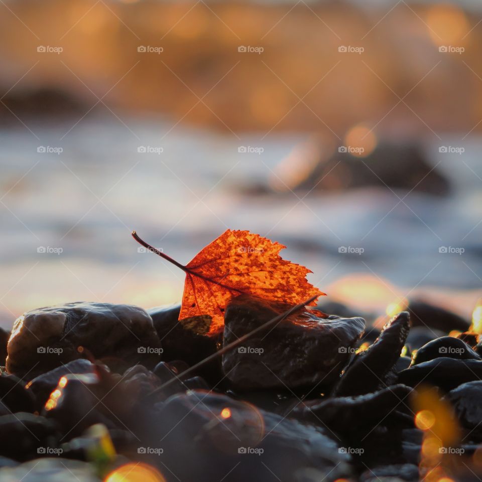 Dry maple leaf on pebble