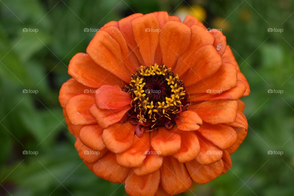 Orange flower searches for the sun
