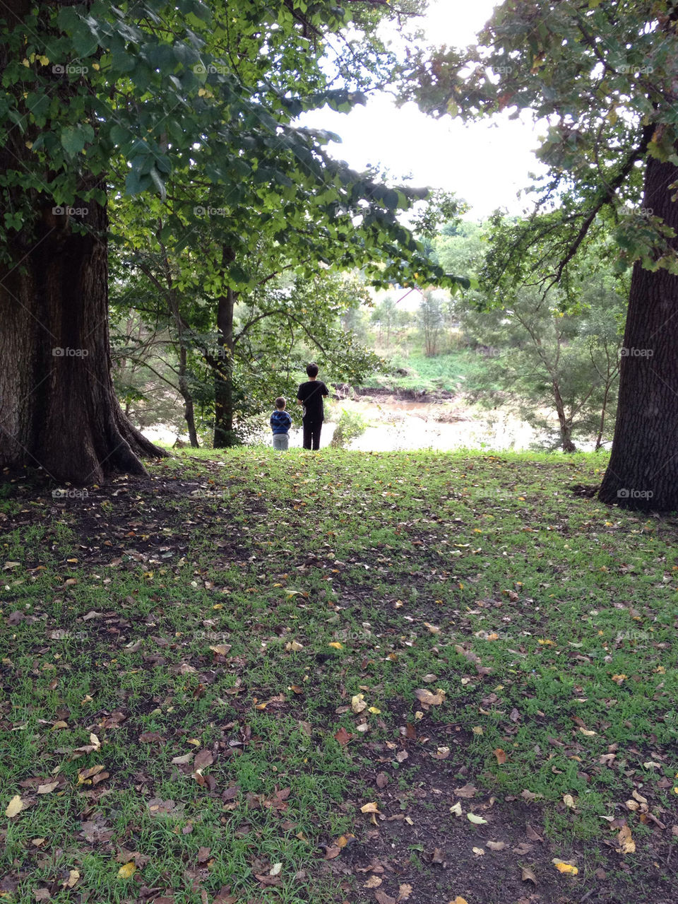 tree leaves forest park by splicanka