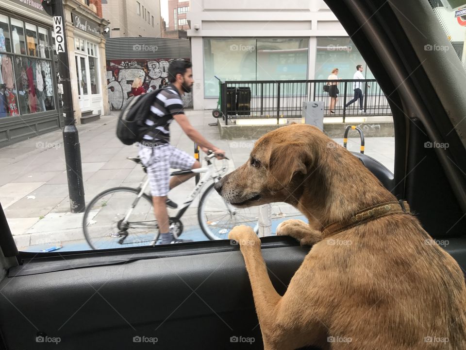 Urban dog