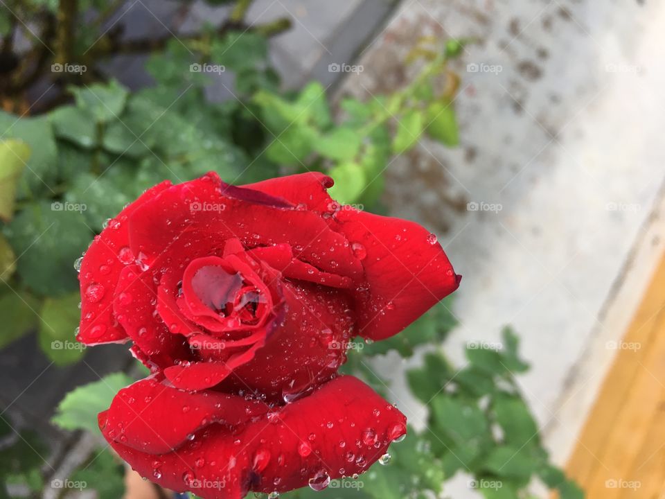 Red rose after rain