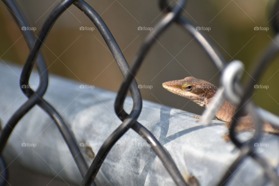 little guy on the fence