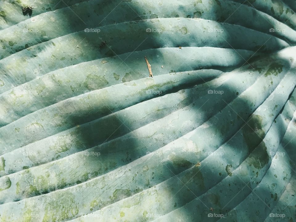 Full frame shot of leaf