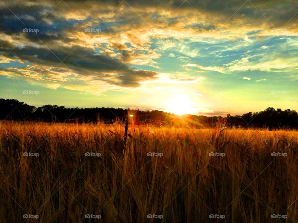 A glorious sunset at wheat field in beautiful Sweden!