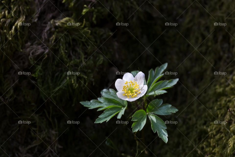 Closeup of one blooming white anemone flower growing in the moss at spring 