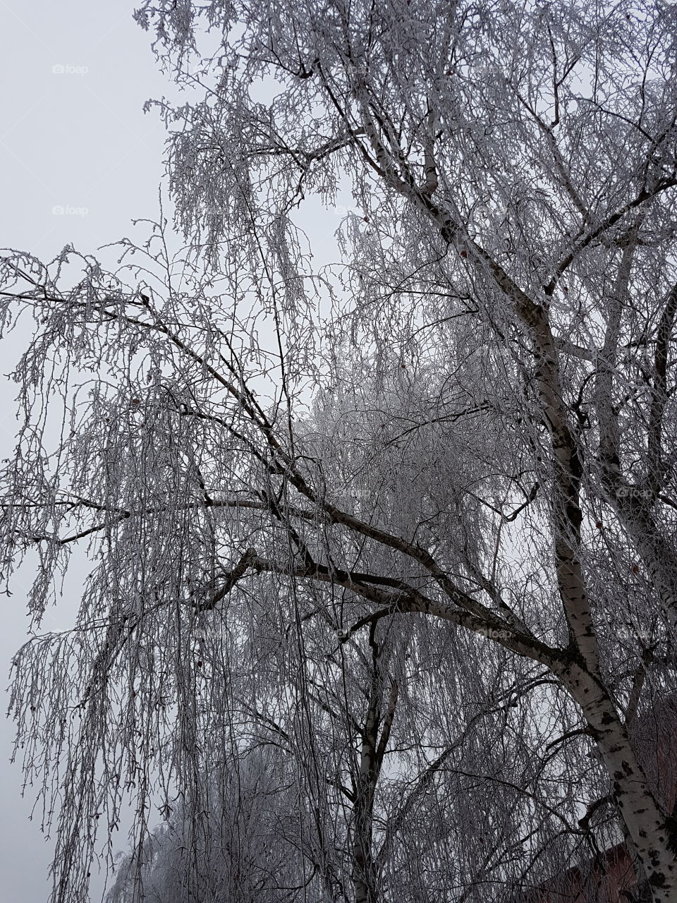 Winter tree