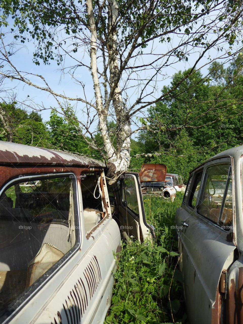 Tree in car