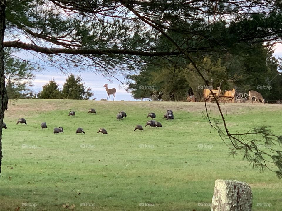 Deer and Turkeys!