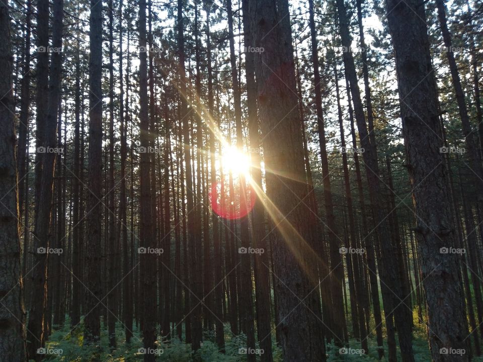 Forest sunset 🌞