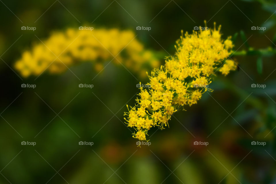 Yellow flowers in early autumn 