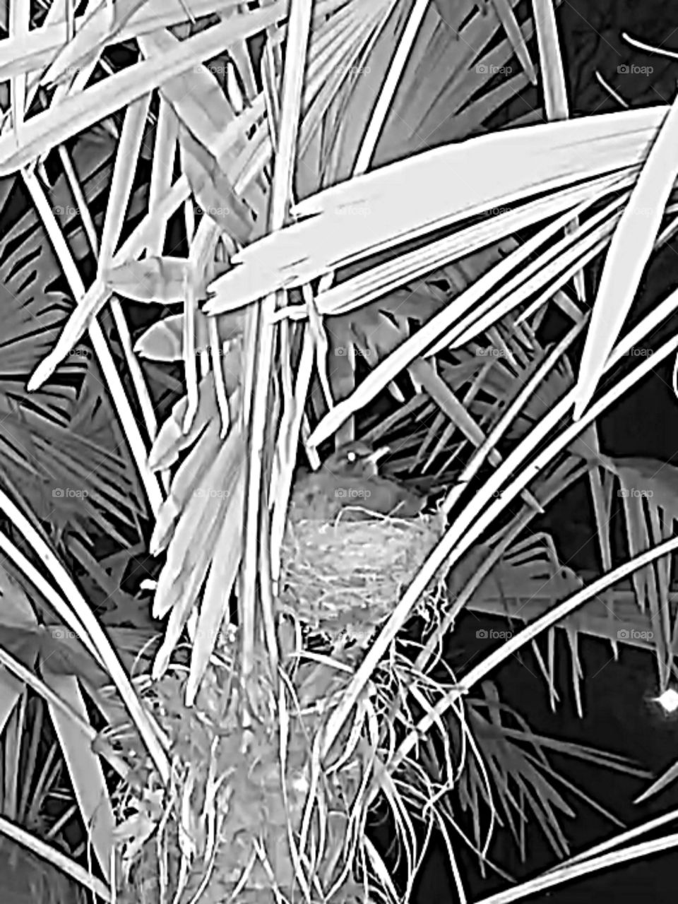 Mother Blackbird by Night (infrared Ip cam)