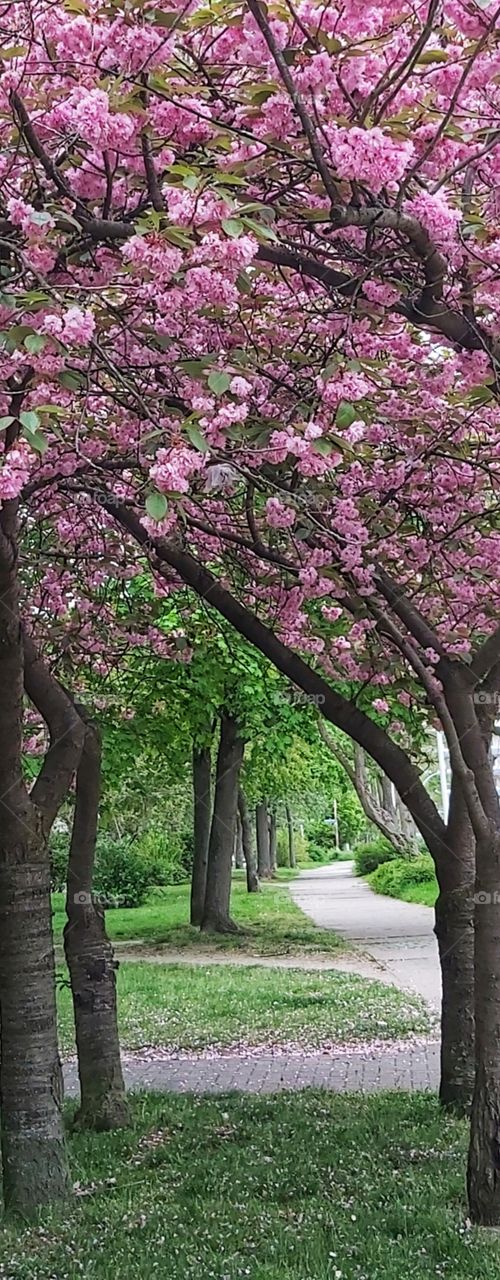 Pink Flowers