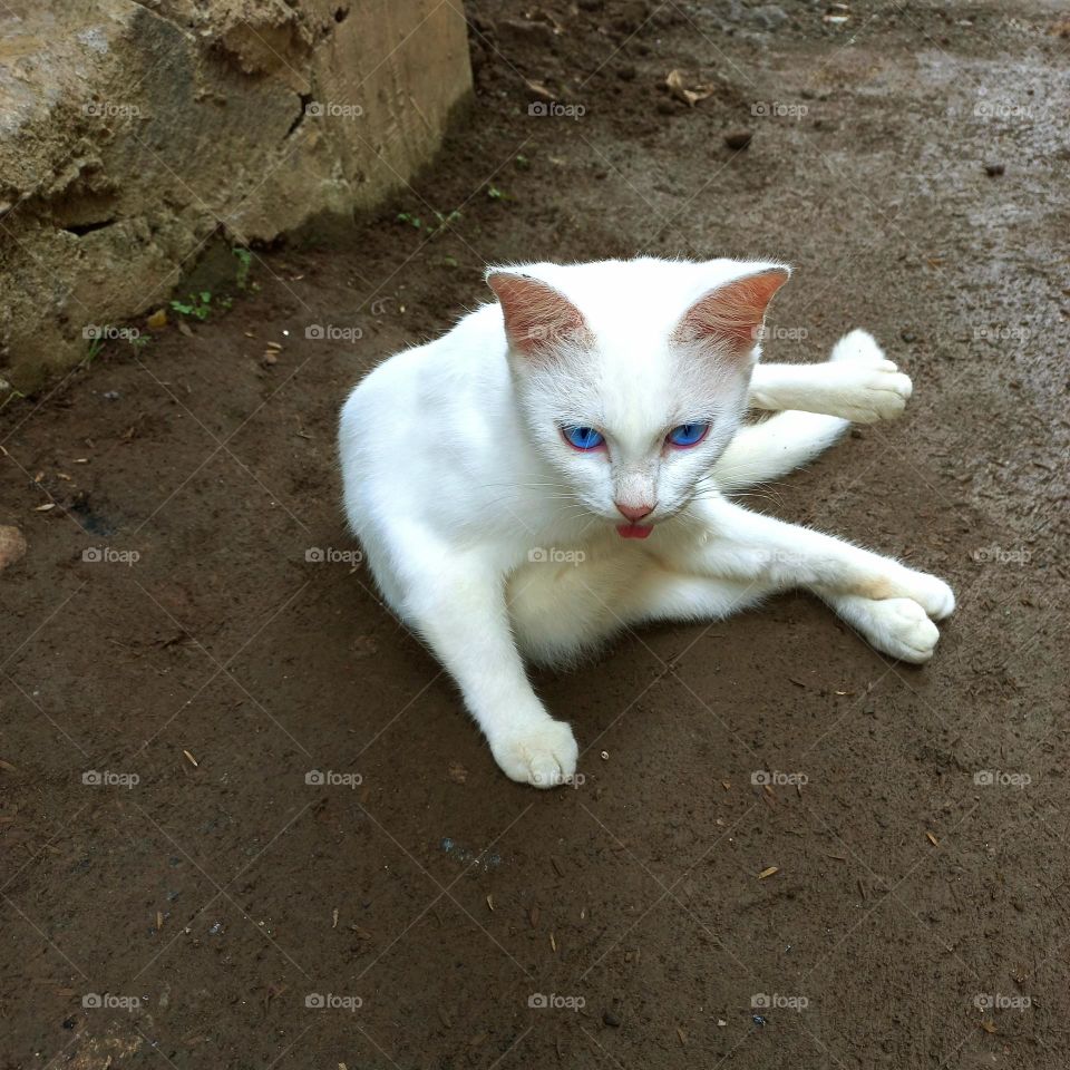 A cute white cat is sitting on the ground