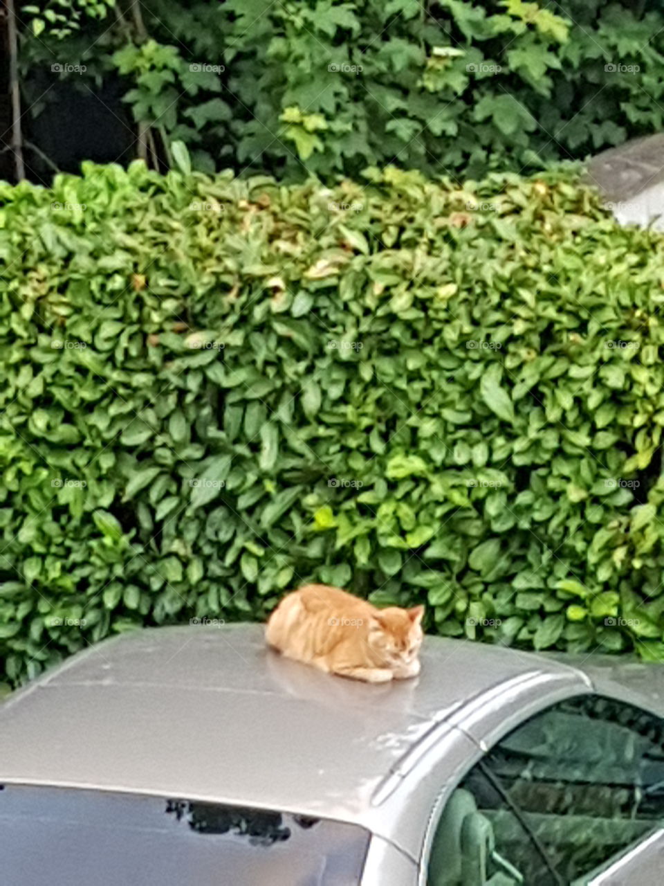 a cat above a car