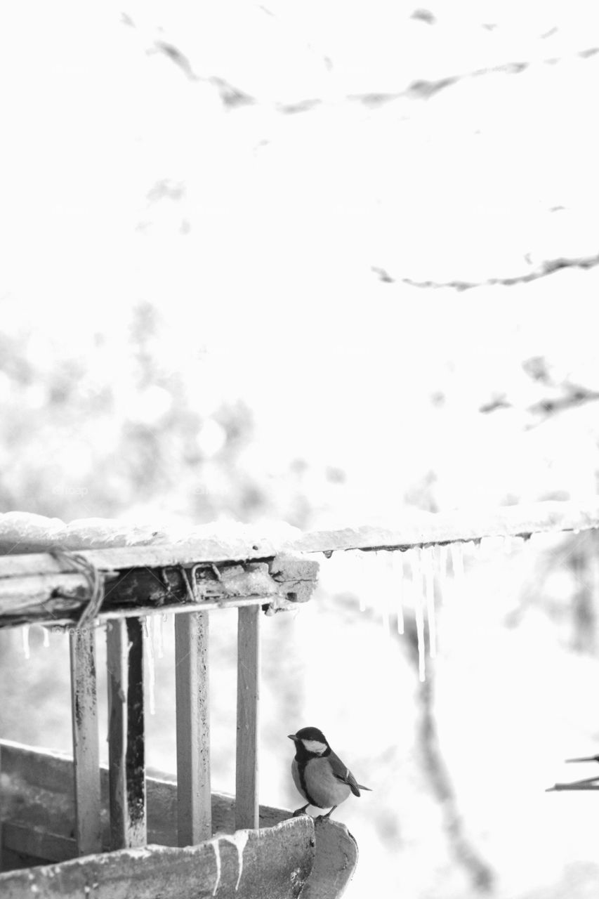 bird on the balcony