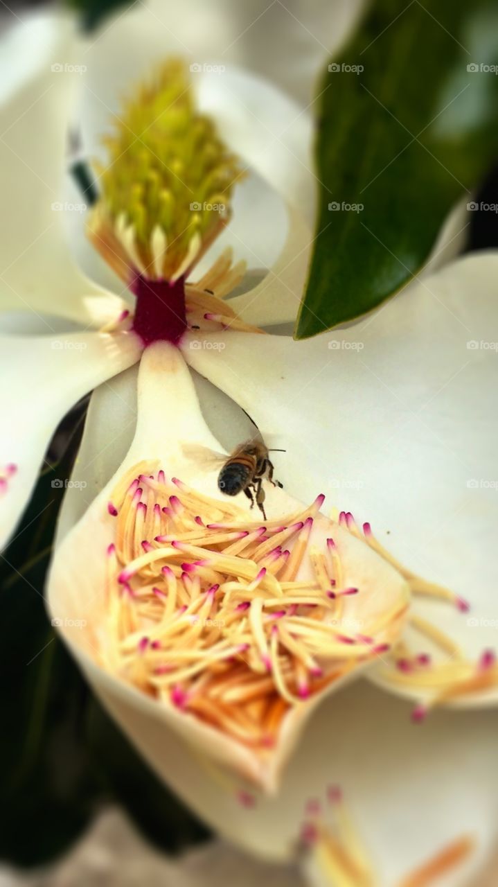 Bee collection pollen.