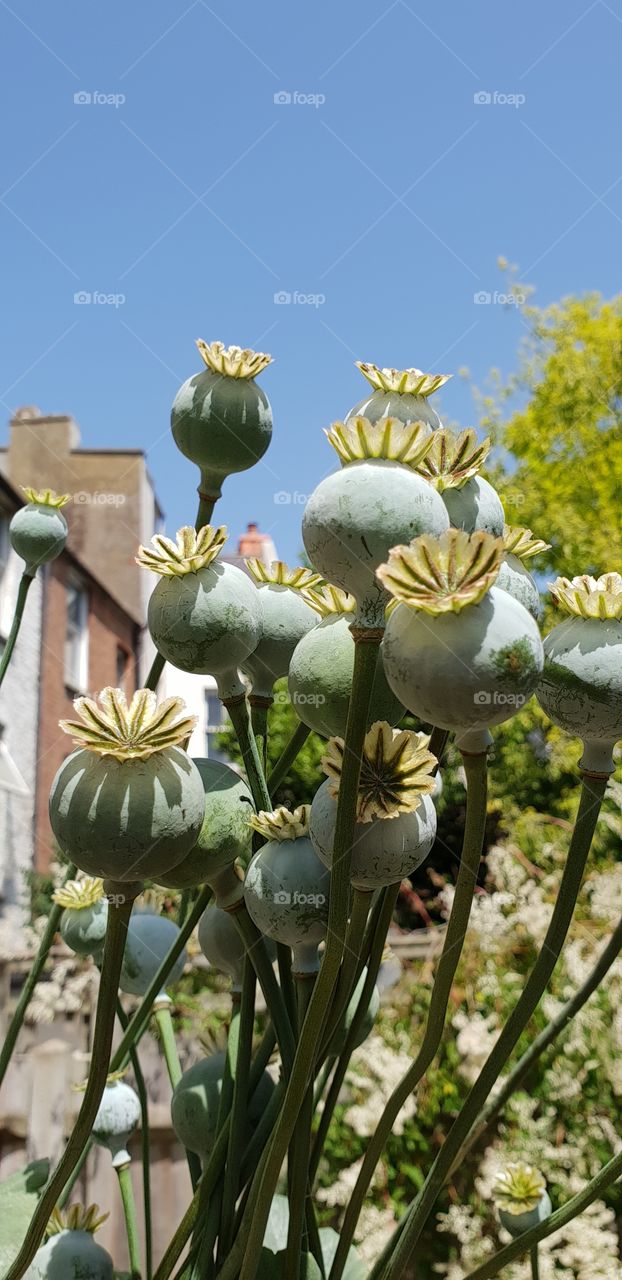 Poppies