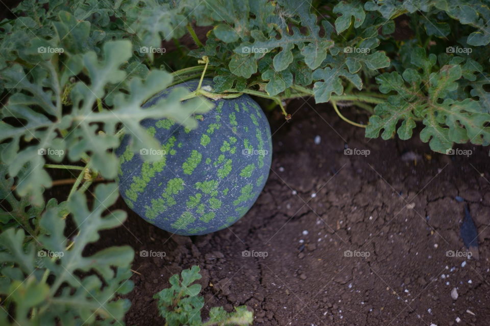watermelon growing on farm