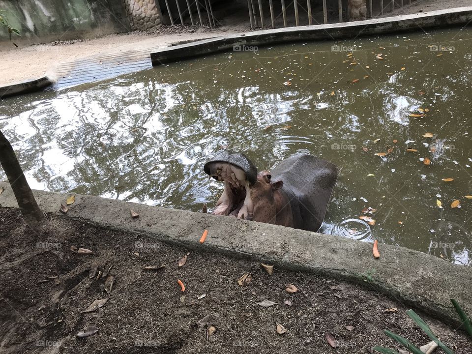 A hippo waiting for peanuts at the Puerto Vallarta zoo!