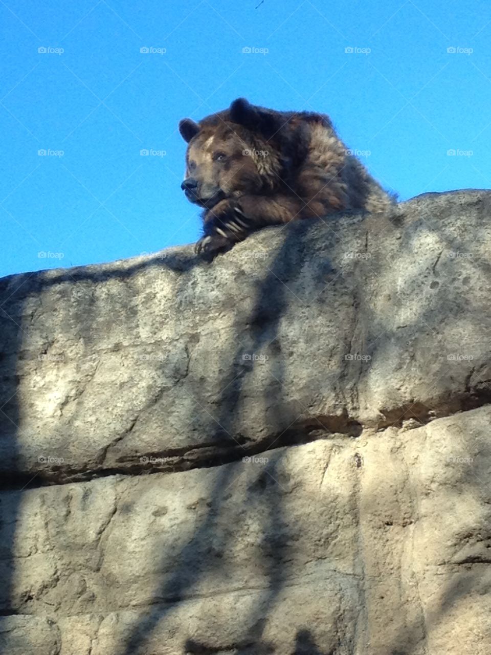 Bear peering over cliff. Bear looking out over cliff edge 