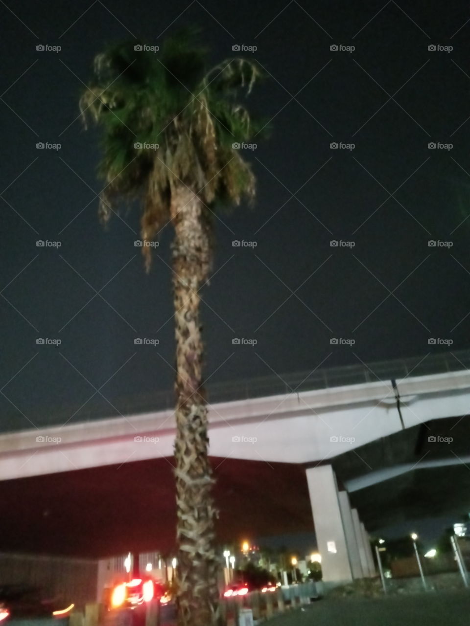 palm trees against the night
sky