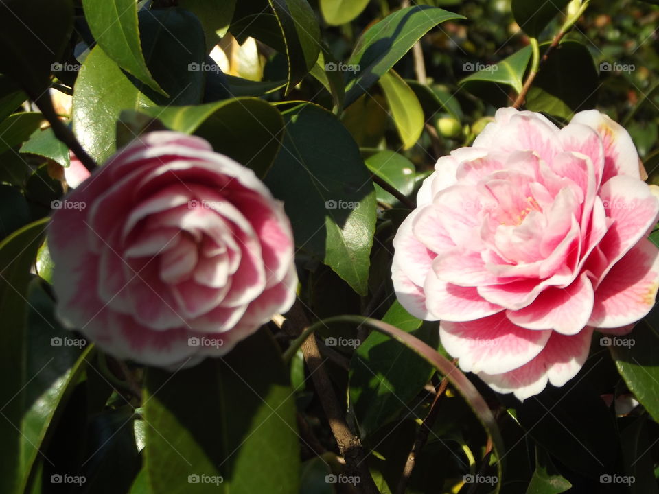 Pink Camellia Flowers