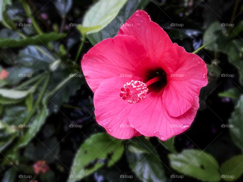 Beautiful hibiscus in full bloom