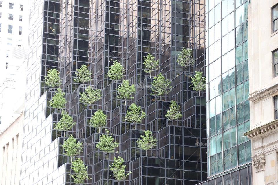 Trees in cascade on a building 