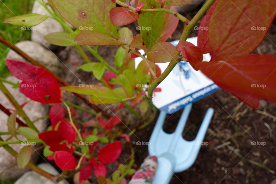 I love blueberries and I have finally planted three bushes in my garden.
I am looking forwards to the harvest😀

