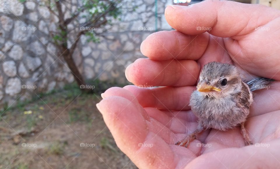 new visitor in our yard!