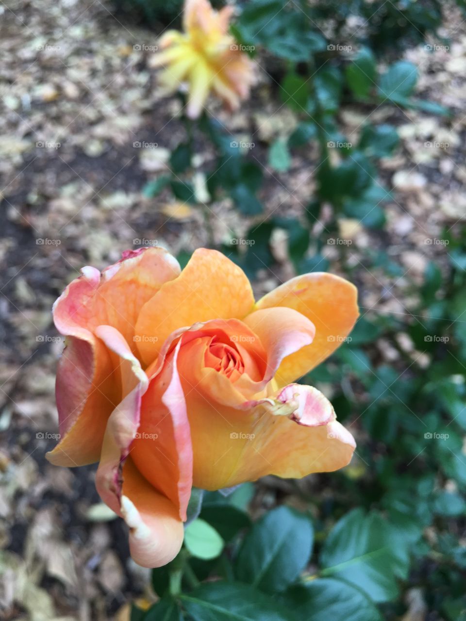 Peachy yellow rose blooming 